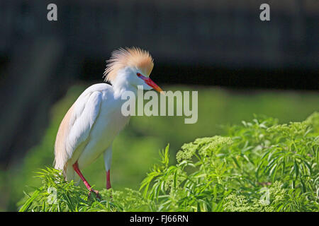 Héron garde-boeuf, buff-soutenu heron (Ardeola ibis, Bubulcus ibis), se dresse sur un arbuste, plumage nuptial, USA, Floride, Gatorland Banque D'Images