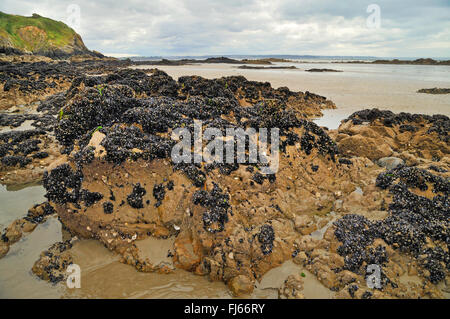 La moule bleue, bay mussel, Moule commune commune, la moule bleue (Mytilus edulis), la moule bleue à la côte à reflux, France, Bretagne, DÚpartement¶C tes-dAEArmor, Pléneuf-Val-André Banque D'Images