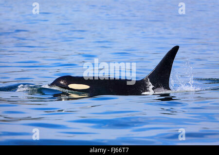 Orca, grand, de l'épaulard (Orcinus orca) grampus, natation homme, Canada, Victoria, Détroit de Haro Banque D'Images