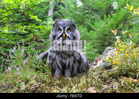 La Chouette lapone (Strix nebulosa), est assis sur un arbre snag, Allemagne Banque D'Images