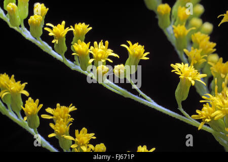 Verge d'or canadienne, meadow Houghton (Solidago canadensis), inflorescence sur fond noir Banque D'Images