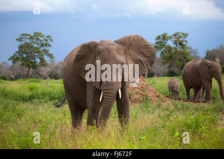 L'éléphant africain (Loxodonta africana), la famille d'éléphants dans la savane, Afrique du Sud Banque D'Images