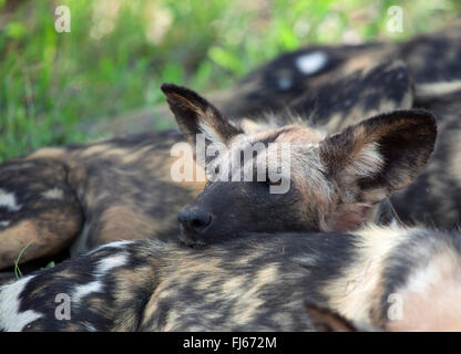 Chien sauvage d'Afrique, chien de chasse de l'Afrique, Le Cap Chien de chasse, chien loup peint, peint, peint en chien de chasse, chien, loup tacheté orné (Lycaon pictus), portrait, Afrique du Sud, le Parc national Krueger Banque D'Images