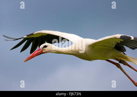 Cigogne Blanche (Ciconia ciconia), en vol, vue de côté, France, Alsace Banque D'Images