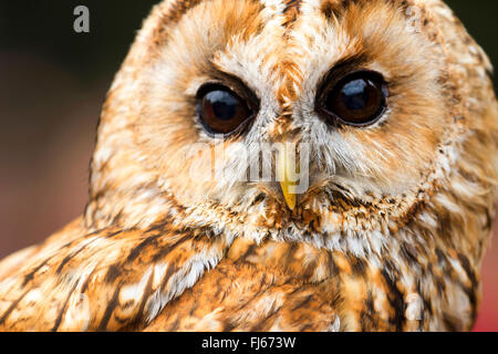 Chouette hulotte eurasien (Strix Aluco enr), portrait, France Banque D'Images