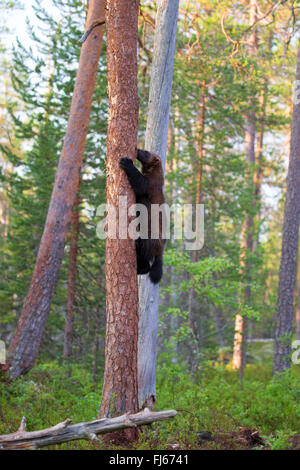 Le carcajou (Gulo gulo), monte un tronc d'arbre, vue de côté, la Finlande, la région de Kajaani, Kuhmo Kuikka Banque D'Images