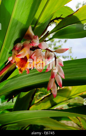 Gingembre, galanga lumière Shell, Rose, fleur de lys en porcelaine coquille, varié, Gingembre Gingembre Papillon (Alpinia zerumbet), inflorescence, Nouvelle Calédonie, l'Ile des Pins Banque D'Images