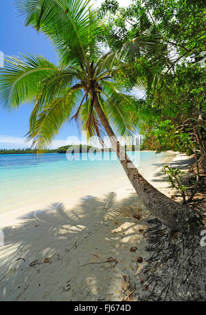 Cocotier (Cocos nucifera), palm beach de Nouvelle Calédonie, Nouvelle Calédonie, l'Ile des Pins Banque D'Images