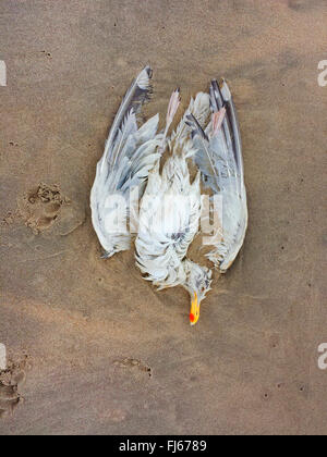 Goéland argenté (Larus argentatus) Goéland morts, sur la plage, Pays-Bas, Nordwijk Banque D'Images