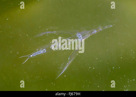 Puce d'eau (Leptodora kindtii), la natation, l'Allemagne, la Bavière, le lac de Chiemsee Banque D'Images