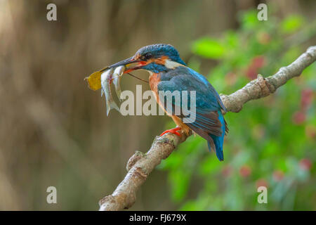 River Kingfisher (Alcedo atthis), femme avec une feuille et deux poissons pêchés Wi-Fi dans le projet de loi, l'Allemagne, la Bavière Banque D'Images