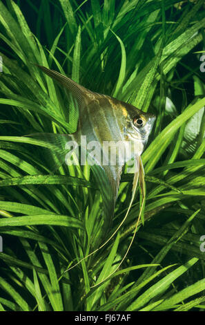 Des anges, du vrai Altum-Angel à ailettes (Long, Angel in altum Pterophyllum), en face de plantes de l'eau Banque D'Images