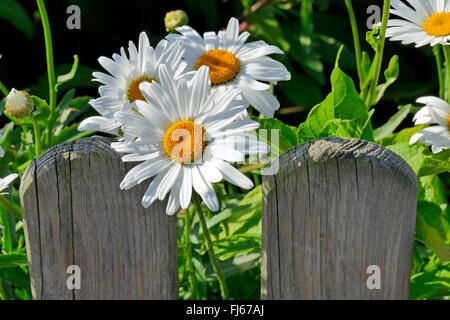 Marguerite (Leucanthemum maximum), qui fleurit à clôture de jardin, Allemagne Banque D'Images