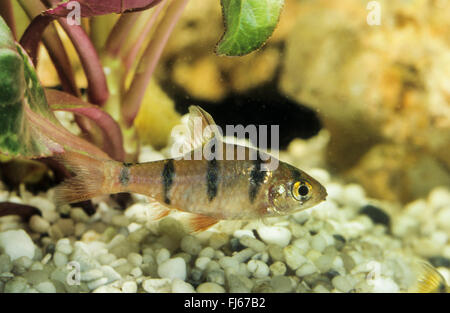 Cinq-banded barb, Fiveband Desmopuntius Barbara (pentazona pentazona, Barbodes, Barbus pentazona pentazona Capoeta pentazona, Puntius pentazona,, Systomus pentazona), natation Banque D'Images