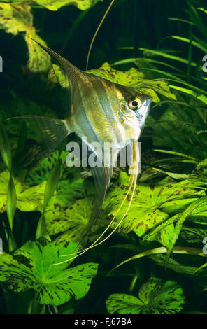 Des anges, du vrai Altum-Angel à ailettes (Long, Angel in altum Pterophyllum), en face de plantes de l'eau Banque D'Images