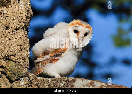 Effraie des clochers (Tyto alba), juvénile, Allemagne Banque D'Images