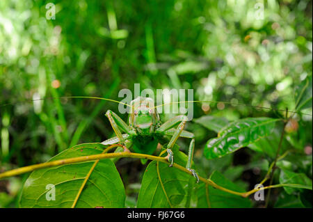 Bush (cf. Stilpnochlora couloniana cricket ), assis sur une des feuilles dans la forêt tropicale, Nouvelle-Calédonie, l'Ile des Pins Banque D'Images