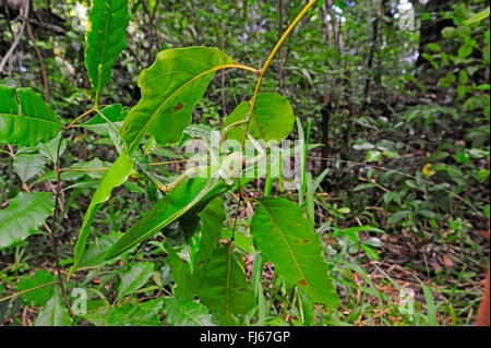 Bush (cf. Stilpnochlora couloniana cricket ), assis sur une des feuilles dans la forêt tropicale, Nouvelle-Calédonie, l'Ile des Pins Banque D'Images