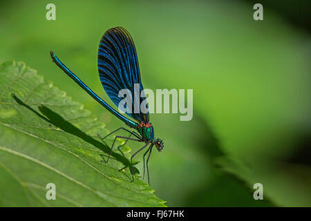 Bluewing, demoiselle agrion (Calopteryx virgo), homme sur une feuille, l'Allemagne, la Bavière Banque D'Images