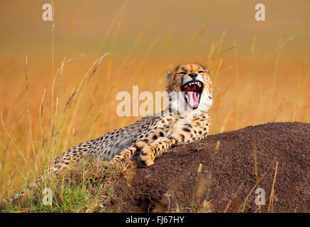 Le Guépard (Acinonyx jubatus), bâillements, Kenya, Masai Mara National Park Banque D'Images