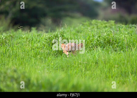 Lion (Panthera leo), se trouve en embuscade dans l'herbe haute, Afrique du Sud Banque D'Images