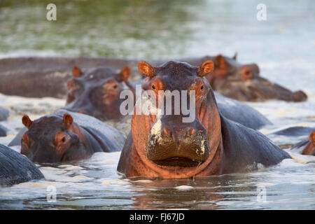Hippopotame, hippopotame, hippopotame commun (Hippopotamus amphibius), troupeau dans une rivière, Afrique du Sud Banque D'Images