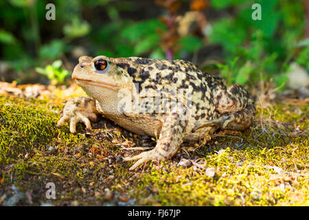 Crapaud commun (Bufo bufo spinosus), crapaud commun sur le sol moussu, France, Provence, Bar sur Loup Banque D'Images