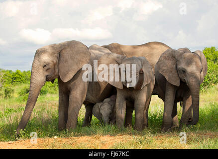 L'éléphant africain (Loxodonta africana), vache et son veau elephnats, troupeau d'éléphants, Afrique du Sud Banque D'Images