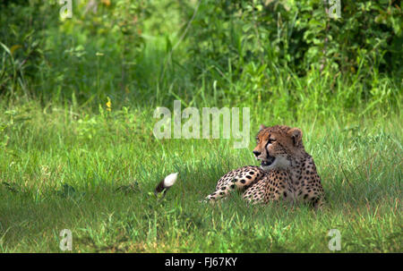 Le Guépard (Acinonyx jubatus), repose dans l'herbe, Tanzanie Banque D'Images