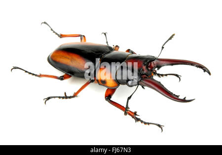 Stag beetle (Prosopocoilus savagei ), le Scarabée à ramure mâles colorés de l'Afrique, cut-out Banque D'Images