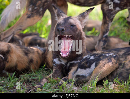 Chien sauvage d'Afrique, chien de chasse de l'Afrique, Le Cap Chien de chasse, chien loup peint, peint, peint en chien de chasse, chien, loup tacheté orné (Lycaon pictus), de repos pack, Afrique du Sud, le Parc national Krueger Banque D'Images