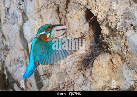 River Kingfisher (Alcedo atthis), s'approchant de la grotte avec une reproduction du poisson pris dans son projet de loi, l'Allemagne, Rhénanie du Nord-Westphalie Banque D'Images