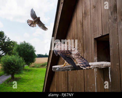 Kestrel Kestrel eurasien, l'Ancien Monde, faucon crécerelle, faucon crécerelle (Falco tinnunculus), les jeunes kestrel attend que l'adulte pour être nourris, Allemagne, Rhénanie du Nord-Westphalie Banque D'Images