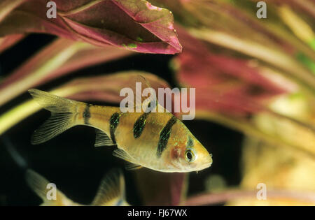 Cinq-banded barb, Fiveband Desmopuntius Barbara (pentazona pentazona, Barbodes, Barbus pentazona pentazona Capoeta pentazona, Puntius pentazona,, Systomus pentazona), natation Banque D'Images