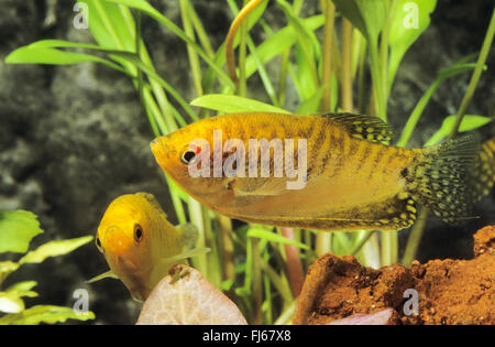 Sur place, trois gourami gourami bleu (Trichopodus, trichopterus Trichogaster trichopterus), deux trois gouramis spot Banque D'Images