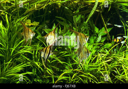 Des anges, du vrai Altum-Angel à ailettes (Long, Angel in altum Pterophyllum), cinq des angelfishes en face de plantes de l'eau Banque D'Images