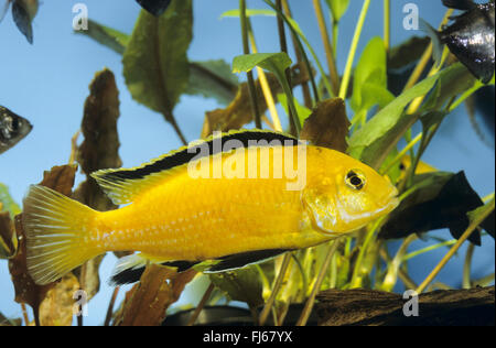 Laboratoire jaune citron, jaune, jaune électrique prince, Labido jaune (Labidochromis jaune), natation Banque D'Images