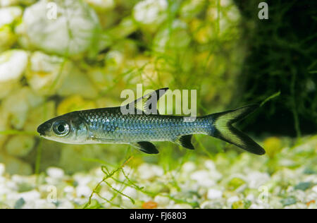 Requin de bala, silver shark, tricolore (sharkminnow Balantiocheilos melanopterus), natation Banque D'Images