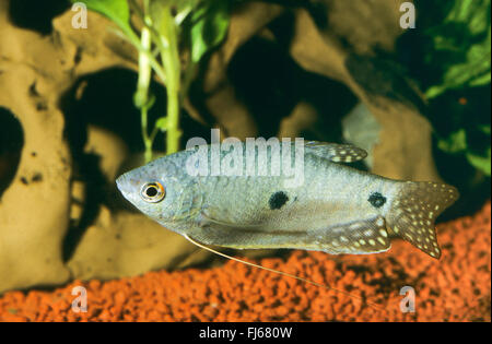 Sur place, trois gourami gourami bleu (Trichopodus, trichopterus Trichogaster trichopterus), natation Banque D'Images