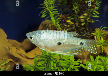 Sur place, trois gourami gourami bleu (Trichopodus, trichopterus Trichogaster trichopterus), natation Banque D'Images