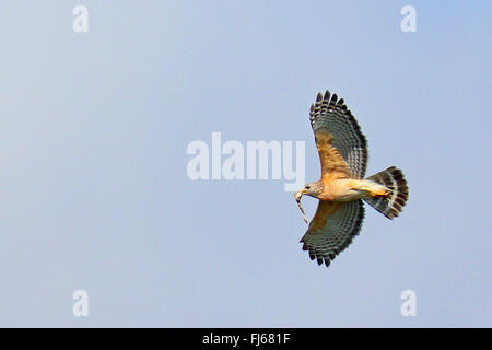 La Buse à épaulettes (Buteo lineatus), en vol avec serpent dans son projet de loi, aux Etats-Unis, en Floride Banque D'Images