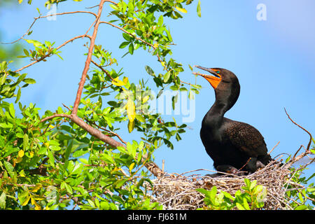 Cormoran à aigrettes (Phalacrocorax auritus), est assis sur son nid haletant, USA, Floride, Venise Banque D'Images