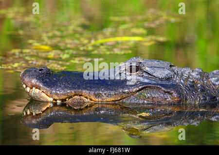 Alligator Alligator mississippiensis), (portraet avec image miroir, USA, Floride, Shark Valley Everglades Banque D'Images