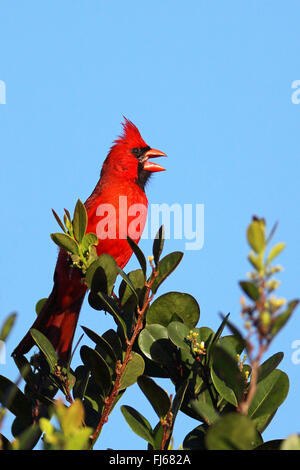 Le cardinal commun, rouge cardinal (Cardinalis cardinalis), l'homme est assis sur un arbre, USA, Floride, Shark Valley Banque D'Images