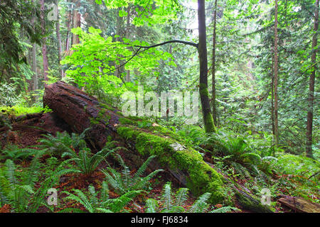 Sapin de Douglas (Pseudotsuga menziesii), la population de vieux pins Douglas au Lighthouse Park, Canada, Colombie-Britannique, Vancouver Banque D'Images