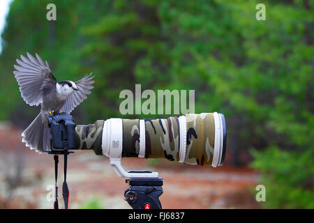 Mésangeai du Canada (Perisoreus canadensis), des terres sur un appareil photo, le Canada, l'Ontario, le parc provincial Algonquin Banque D'Images