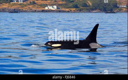 Orca, grand, de l'épaulard (Orcinus orca) grampus, natation homme, Canada, Victoria, Détroit de Haro Banque D'Images