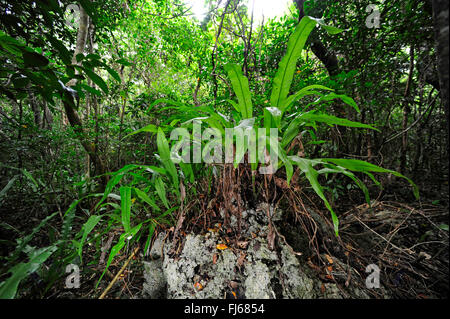 Fern dans rainforest, Nouvelle-Calédonie, l'Ile des Pins Banque D'Images