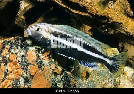 Golden mbuna, Auratus, cichlid cichlidé Malawi Melanochromis auratus (golden, Pseudotropheus auratus), homme Banque D'Images