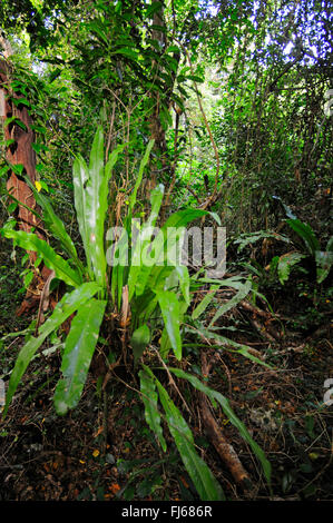 Fern dans rainforest, Nouvelle-Calédonie, l'Ile des Pins Banque D'Images